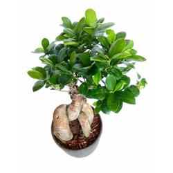 Ginseng Ficus Medium Bonsai - Foliage Plants - Root Bridges | Buy Plants Online