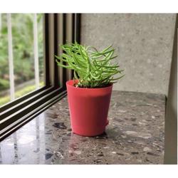 4" Spout Self Watering Pot - Pots - Root Bridges | Buy Plants Online