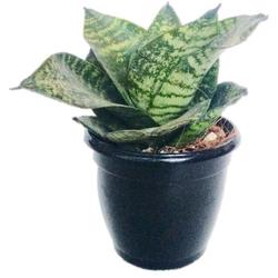 Snake Plant Green Compacta - Foliage Plants - Root Bridges | Buy Plants Online
