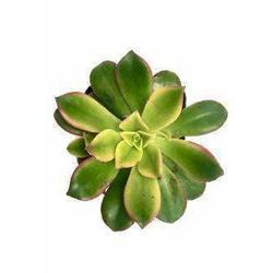 Aeonium Kiwi Succulent - Succulent - Root Bridges | Buy Plants Online