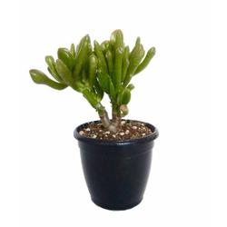 Crassula 'Gollum' Succulent - Succulent - Root Bridges | Buy Plants Online