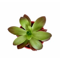 Crassula Camp Fire - Succulent - Root Bridges | Buy Plants Online