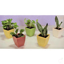 Pots 4.7" Square Container Pot