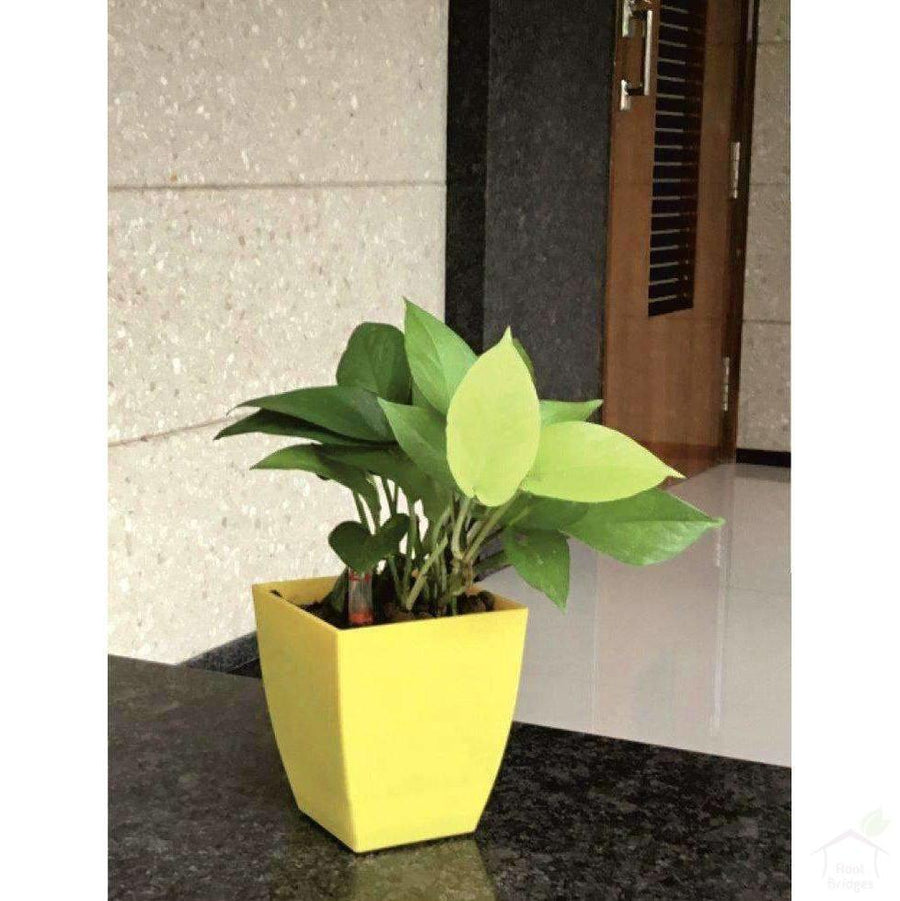 Pots 4.7" Square Container Pot