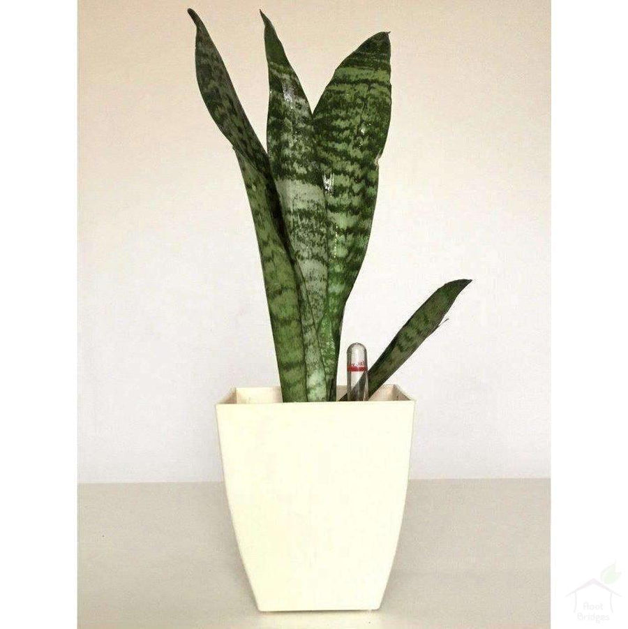 Pots 4.7" Square Container Pot