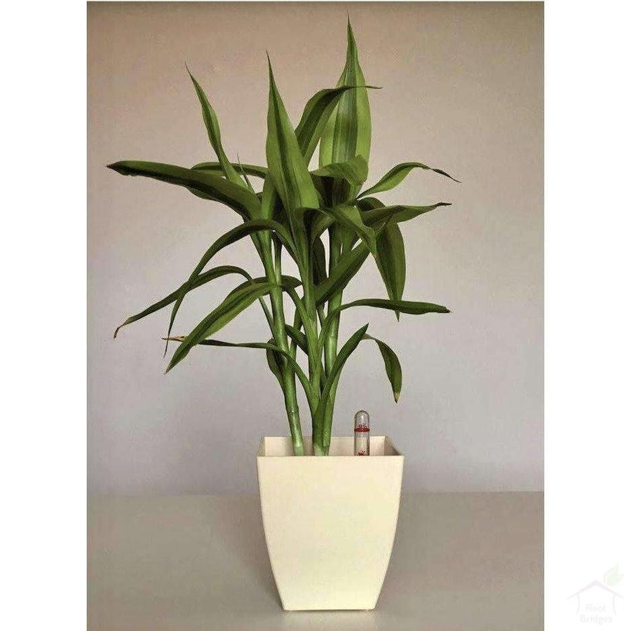 Pots 4.7" Square Container Pot