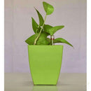 Pots 4.7" Square Container Pot