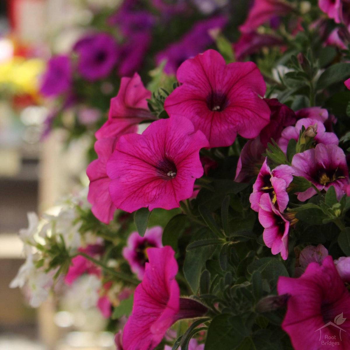 Petunia Seeds-Seeds-Root Bridges