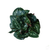 Flowering Plants Cyclamen