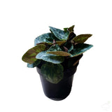 Flowering Plants Cyclamen