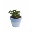 Foliage Plants 4" Blue Biodegradable Bubble Plant