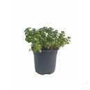 Foliage Plants 4" Plastic Bubble Plant
