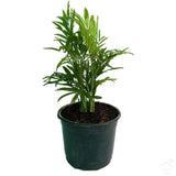 Foliage Plants 4" Plastic Pot Chamaedorea Bamboo Palm Plant
