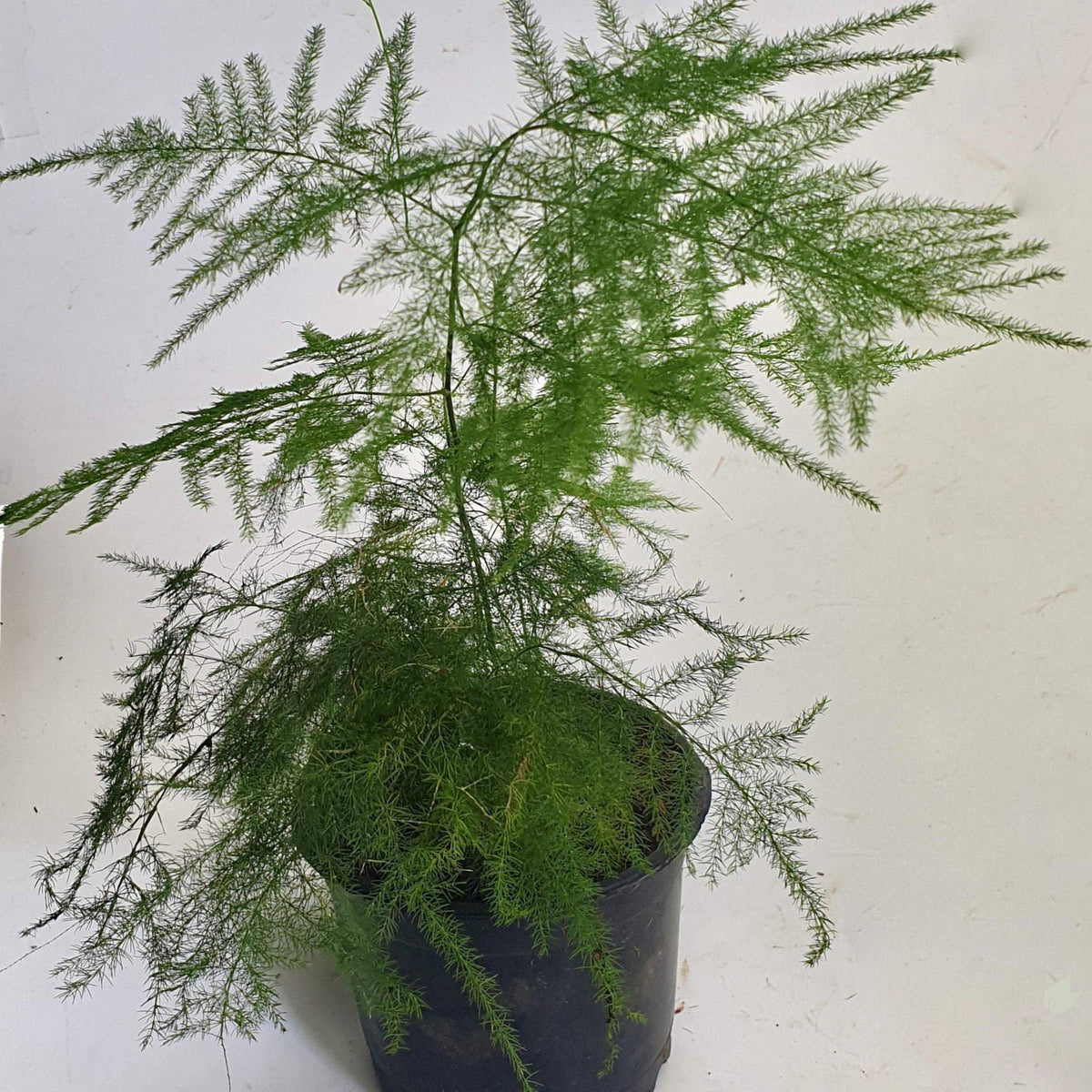 Foliage Plants Asparagus Plumosa Fern