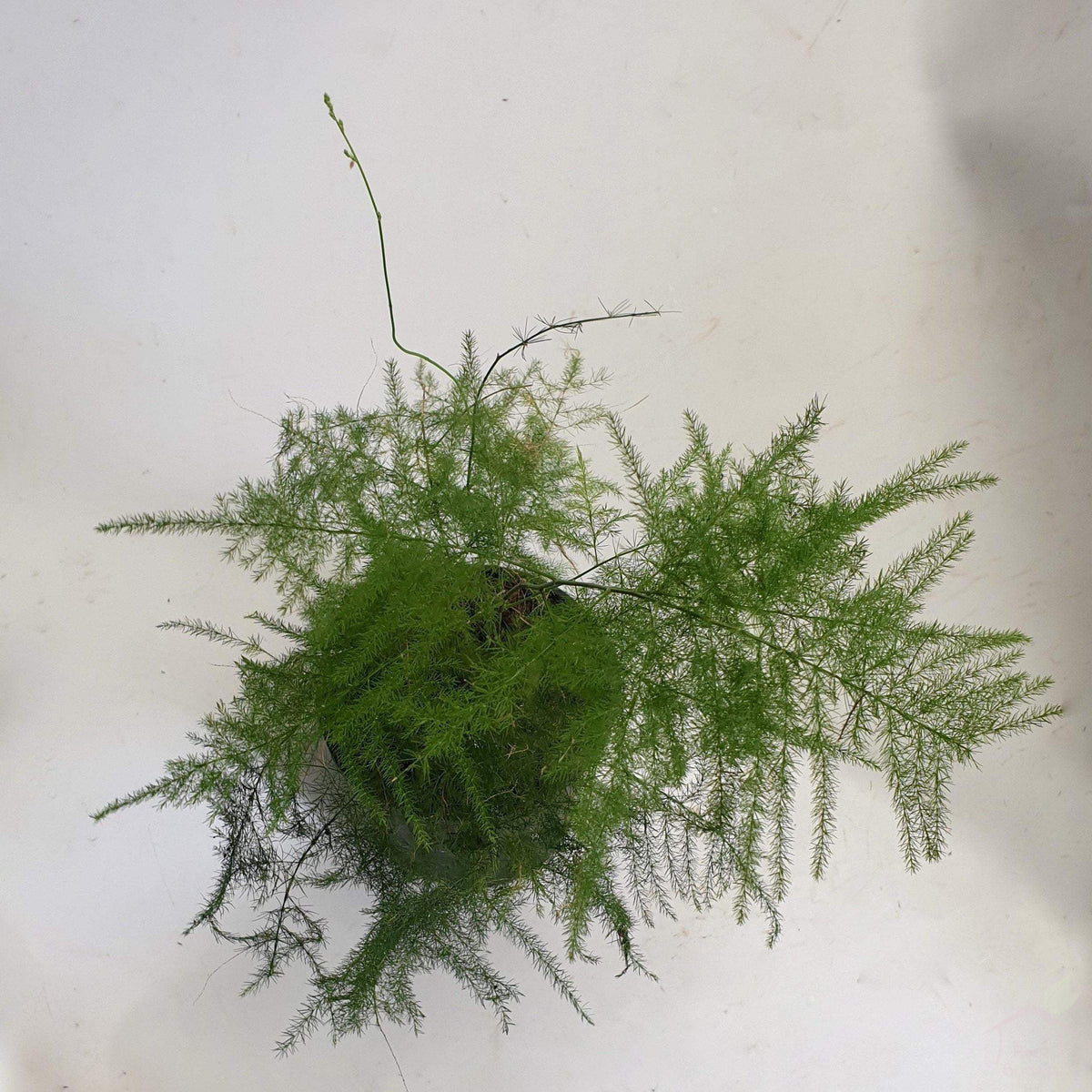 Foliage Plants Asparagus Plumosa Fern
