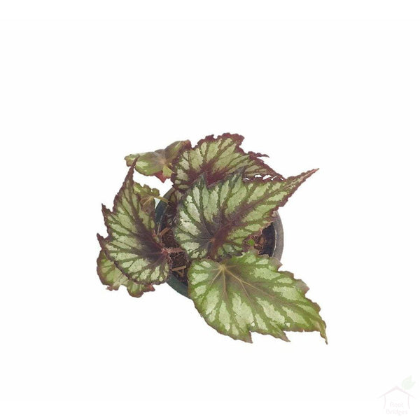 Foliage Plants Begonia Rex Plant