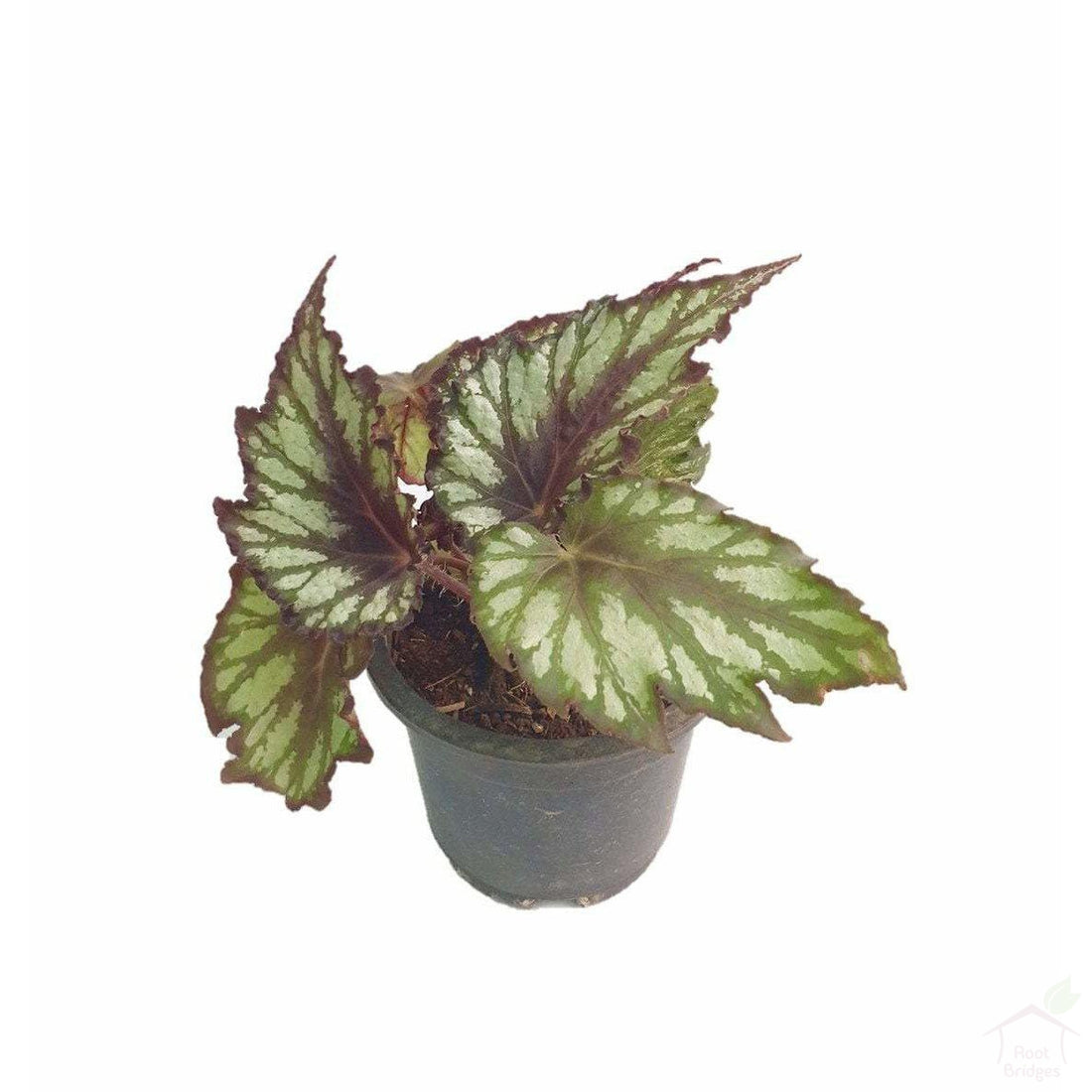 Foliage Plants Begonia Rex Plant