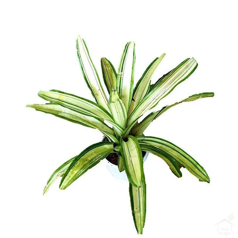 Foliage Plants Bromeliad Neoregelia Martin