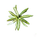 Foliage Plants Bromeliad Neoregelia Martin