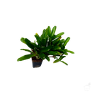 Foliage Plants Bromeliad Neoregelia 'Sprinkles'