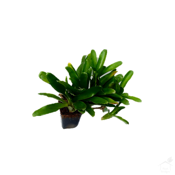 Foliage Plants Bromeliad Neoregelia 'Sprinkles'