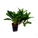 Foliage Plants Bromeliad Neoregelia 'Sprinkles'