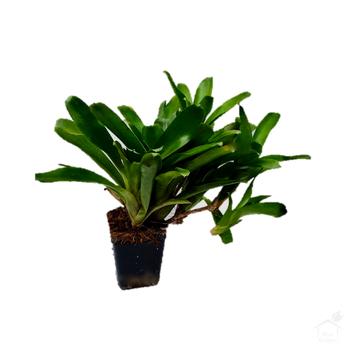 Foliage Plants Bromeliad Neoregelia 'Sprinkles'