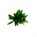 Foliage Plants Bromeliad Neoregelia 'Sprinkles'