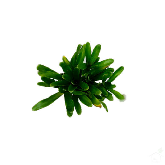 Foliage Plants Bromeliad Neoregelia 'Sprinkles'