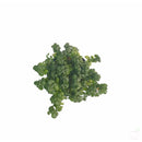 Foliage Plants Bubble Plant