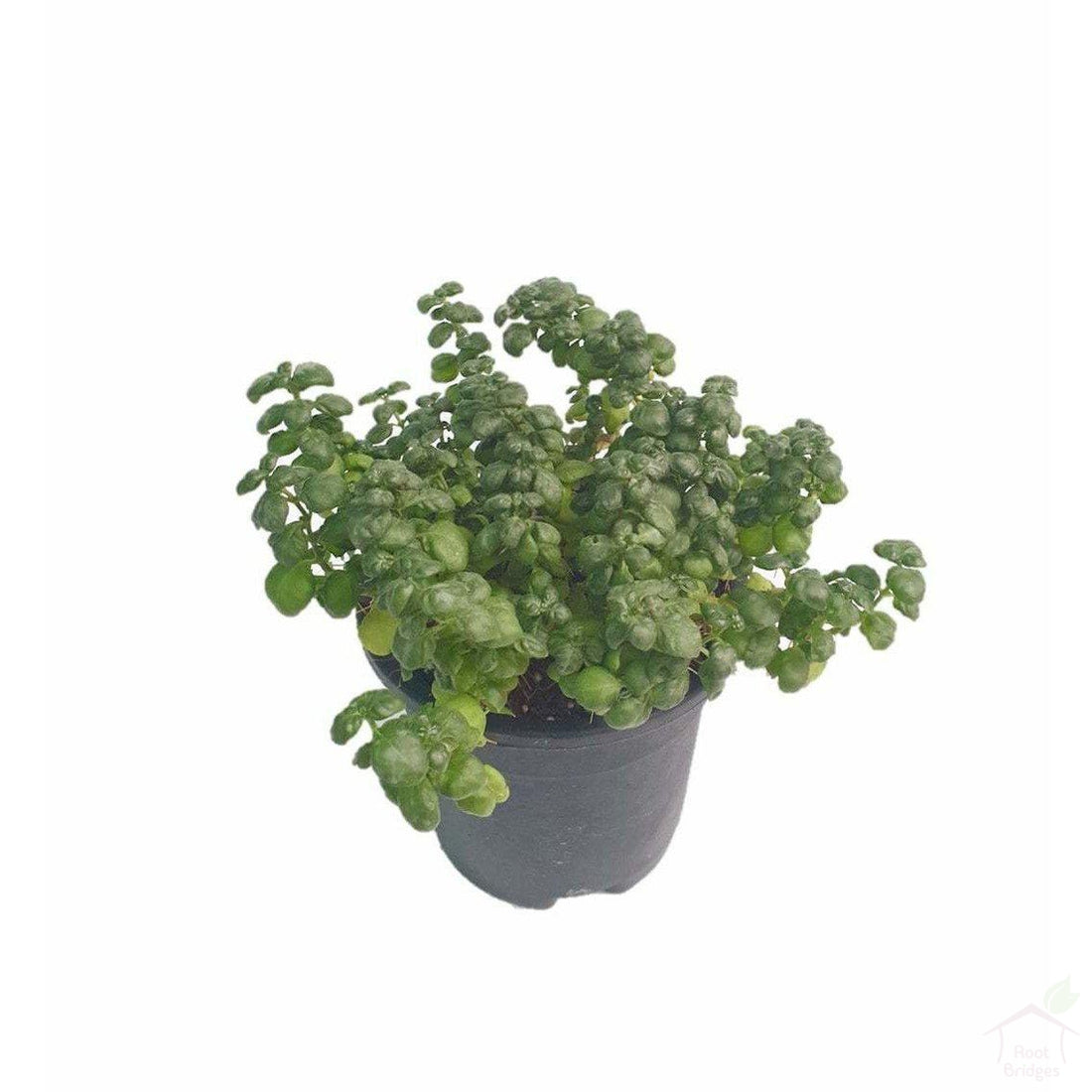 Foliage Plants Bubble Plant