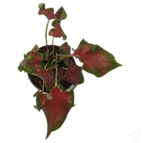 Foliage Plants Caladium 'Freida Hemple'