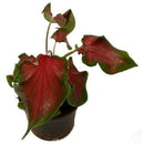 Foliage Plants Caladium 'Freida Hemple'
