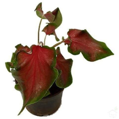 Foliage Plants Caladium 'Freida Hemple'