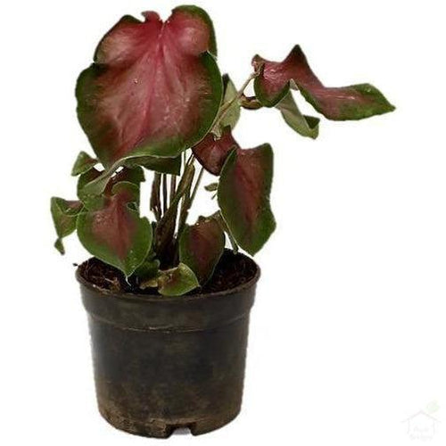 Foliage Plants Caladium 'Freida Hemple'