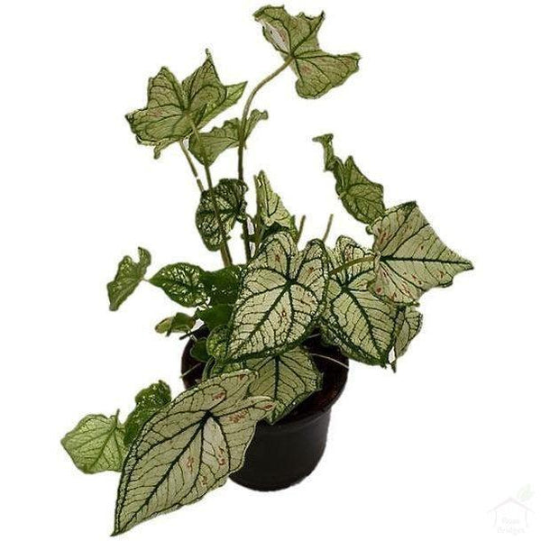 Foliage Plants Caladium 'Strawberry Star'