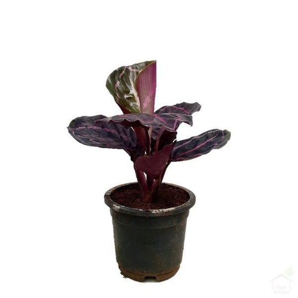 Foliage Plants Calathea 'Dottie' Plant