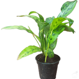 Foliage Plants Calathea Leopardina Plant