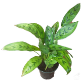 Foliage Plants Calathea Leopardina Plant