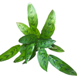 Foliage Plants Calathea Leopardina Plant