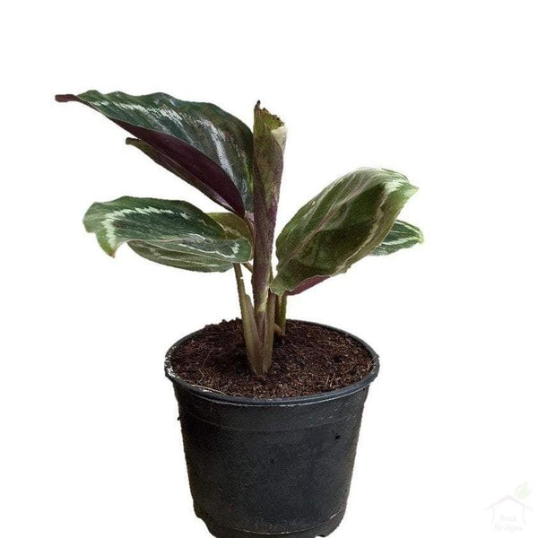 Foliage Plants Calathea 'Medallion' Plant