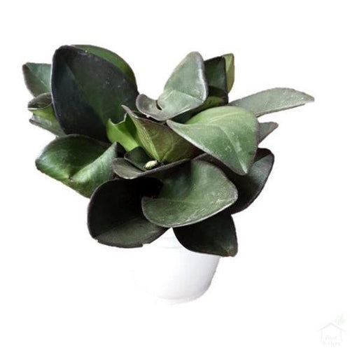 Foliage Plants Red Margin Peperomia Plant