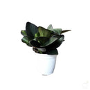 Foliage Plants Red Margin Peperomia Plant