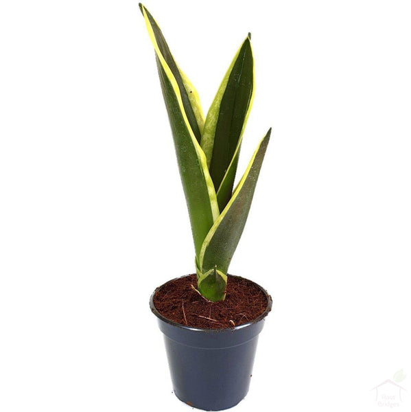 Foliage Plants Snake Plant 'Black Jack'
