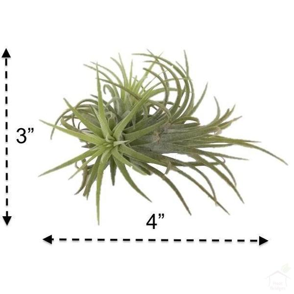 Foliage Plants Tillandsia Sky Air Plant