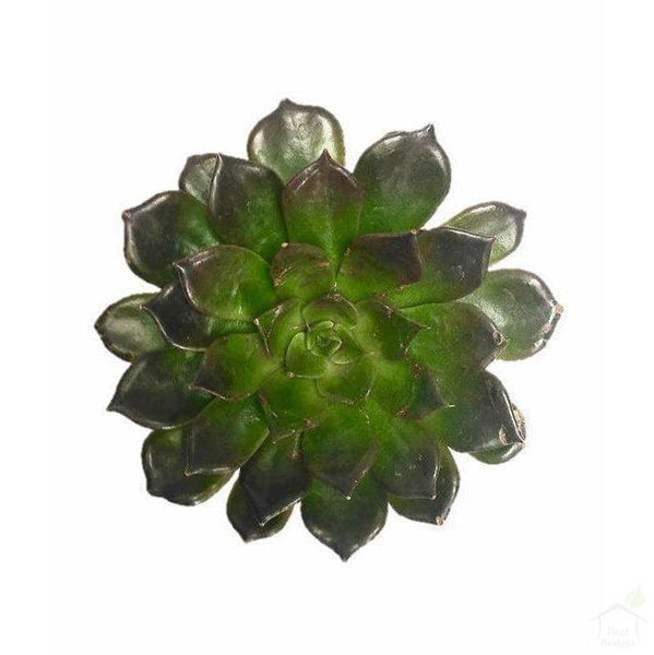 Succulent Echeveria 'Black Prince' Succulent Plant