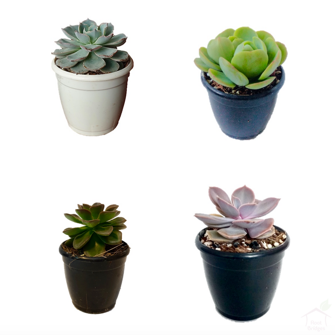 Succulent Echeveria Succulent Plant Pack (4 Plants)
