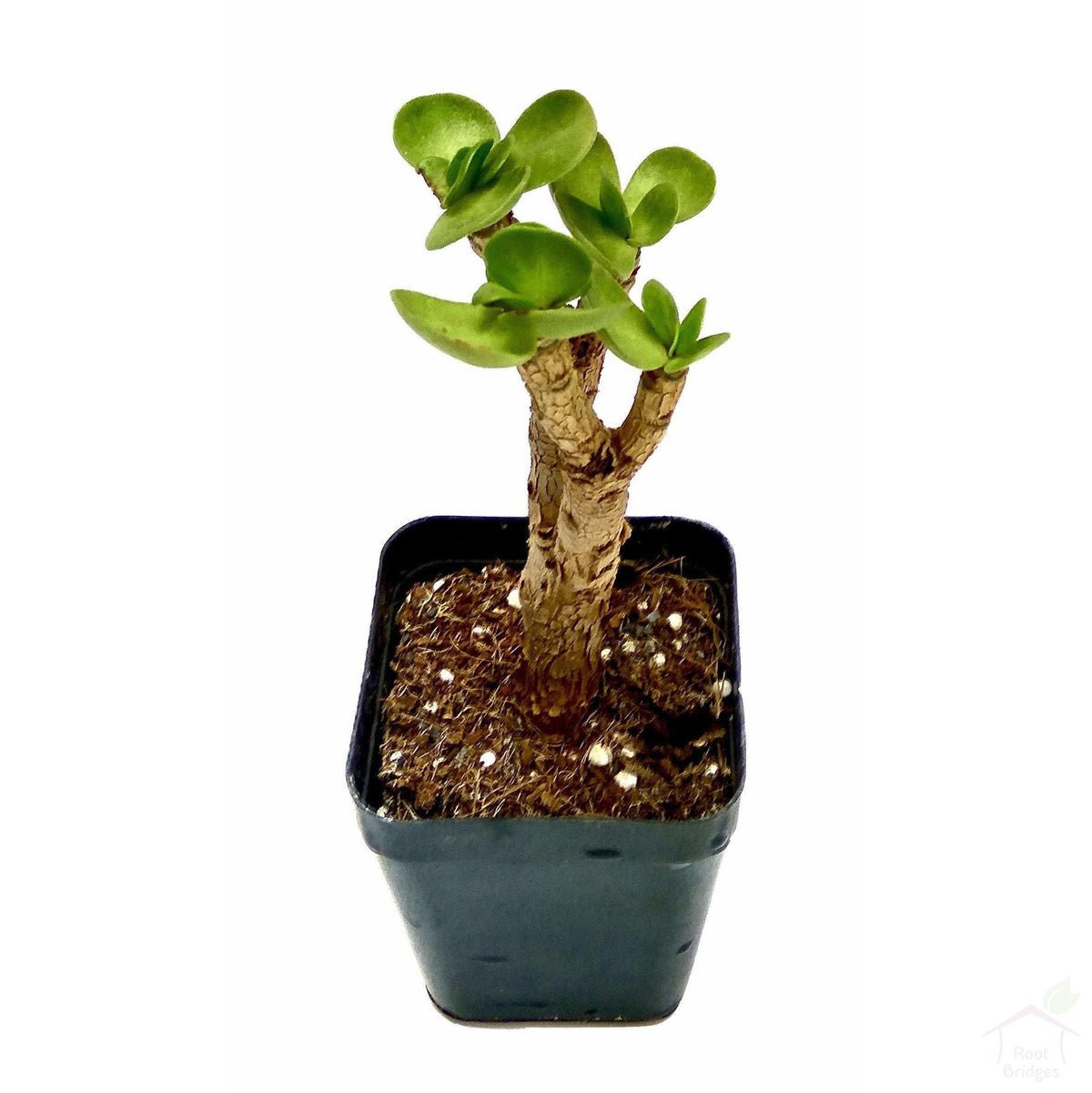 Succulent Portulaca Monokiniensis Succulent Plant