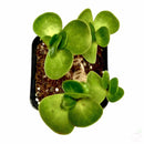 Succulent Portulaca Monokiniensis Succulent Plant